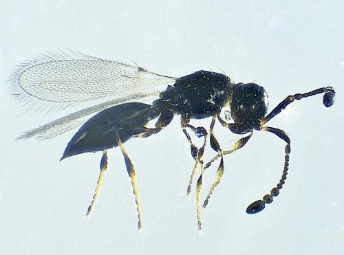 Trichopria cameroni
